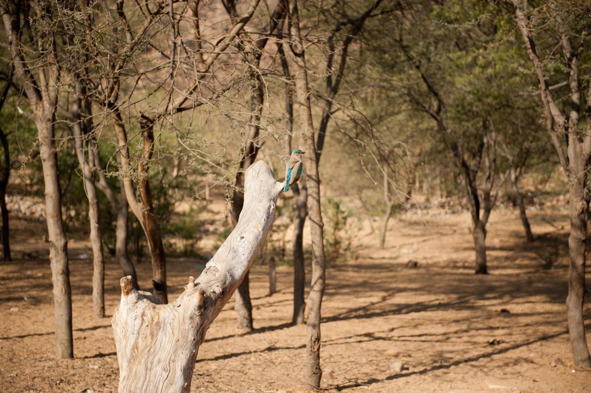 Aaram Baagh Pushkar By Pachar Group Hotel Buitenkant foto